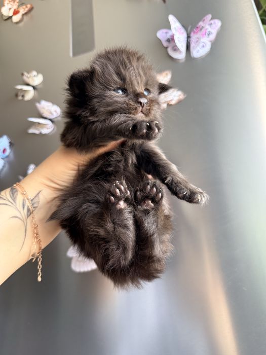 Хлопчик Велетень бронювання 2 тижні