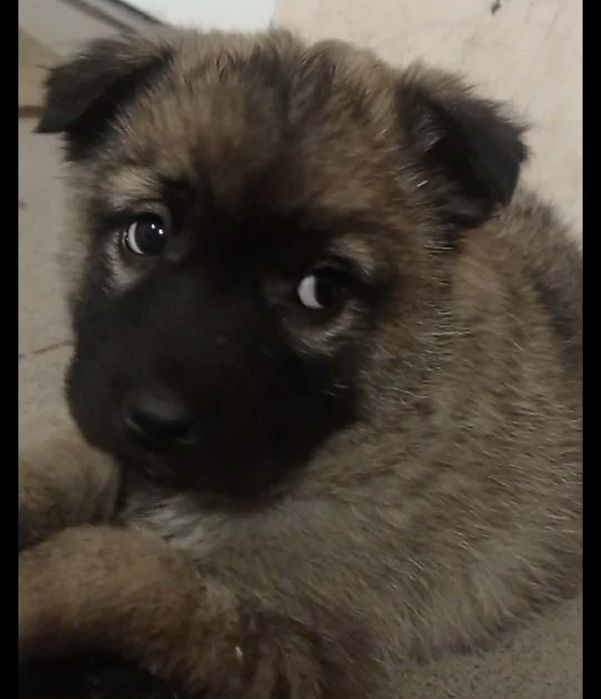 Щенятко шукає люблячу сім'ю