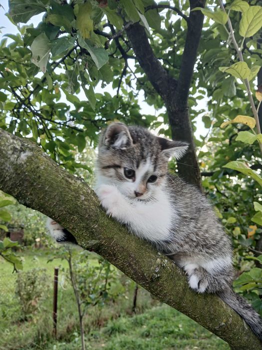 Котики безкоштовно