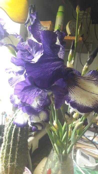 Ирисы сортовые продаю