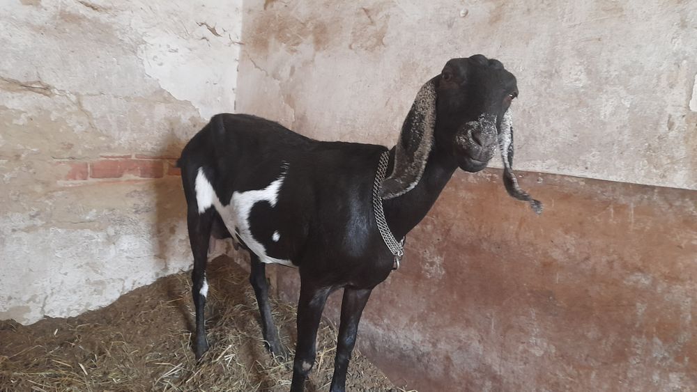 Нубийская   коза