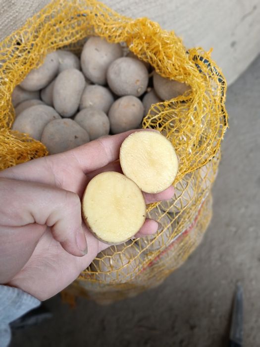 Ziemniaki jadalne i drobniejsze ,różne odmiany
