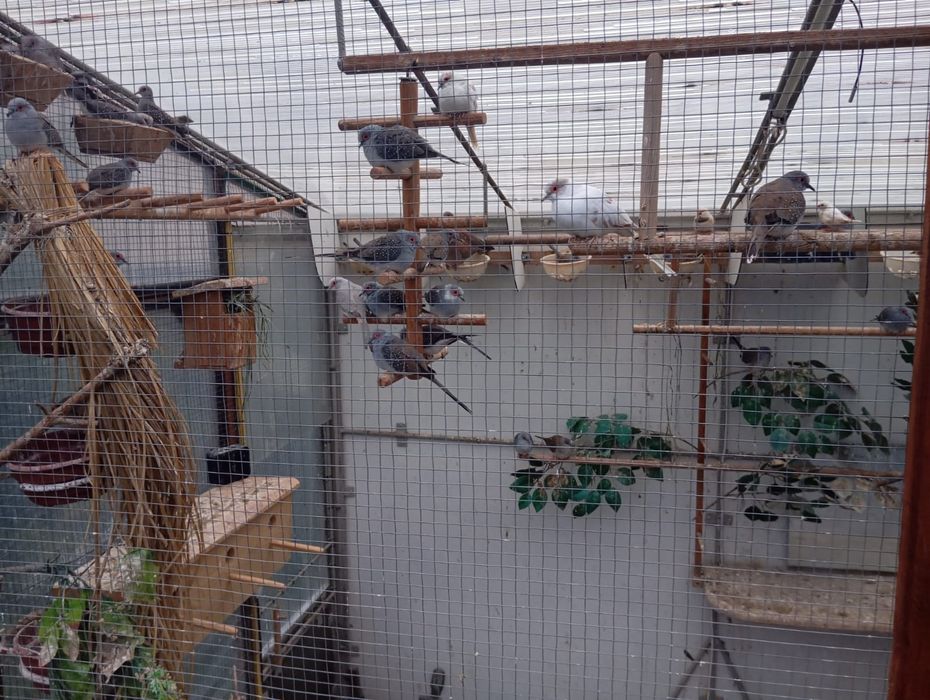 Sprzedam gołąbki diamentowe