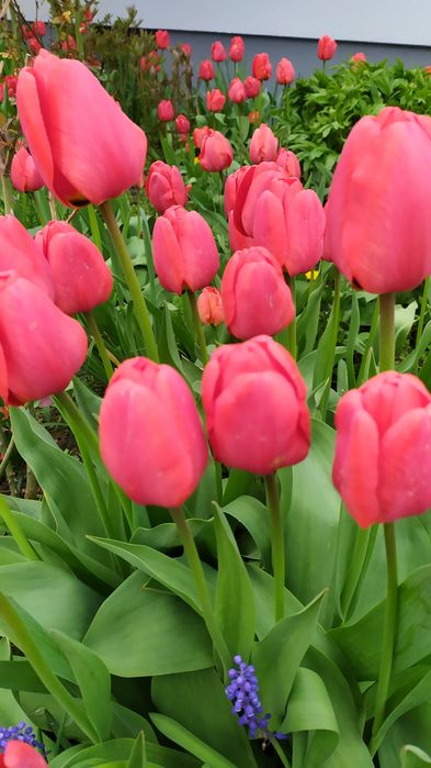 Продаю квіти ( букети)