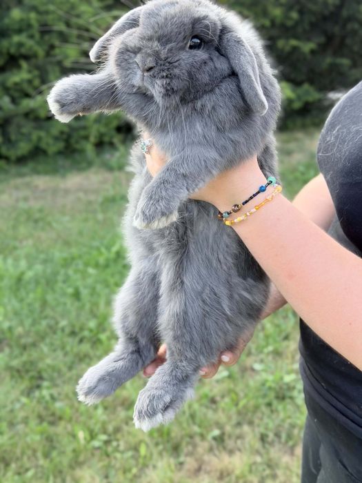 Królik baranek francuski baran francuski kastrowany