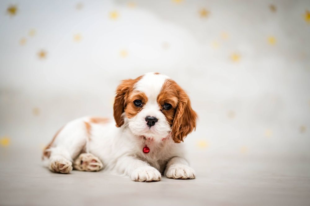 Cavalier king charles spaniel suczka