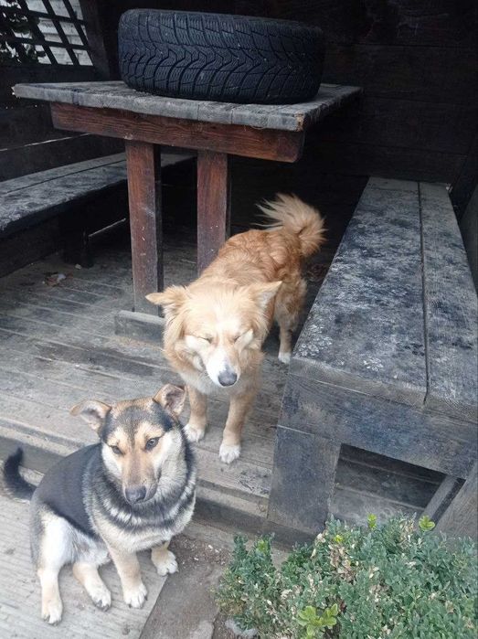 Собакі стерилізовані