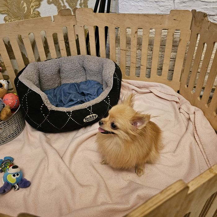 Дівчинка міні шпиц за супер ціною