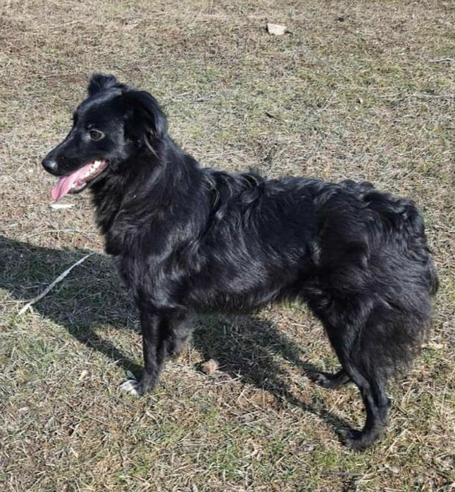 Отдам даром в добрые руки собачку метис сеттера и спаниеля