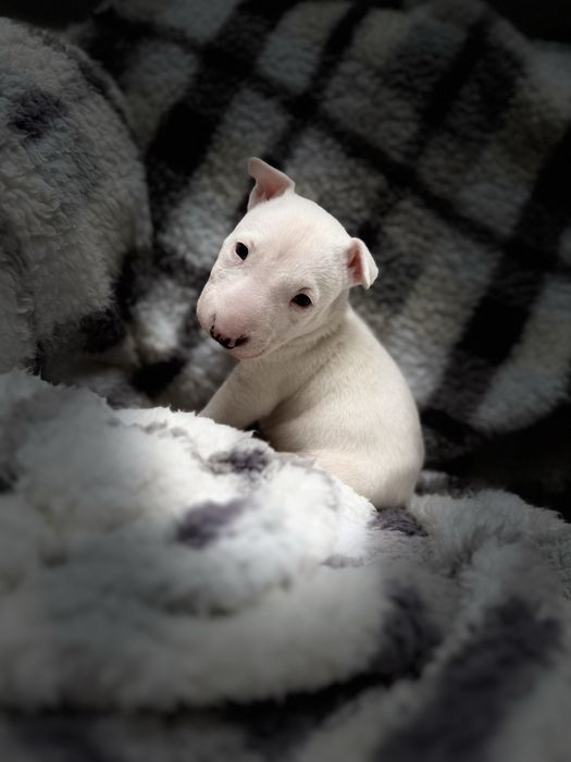 Bulterier miniaturowy chłopak