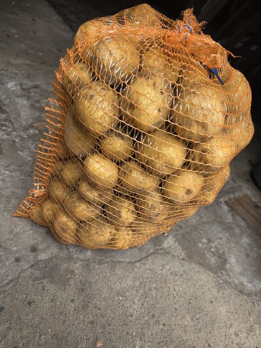 Ziemniaki jadalne GALA