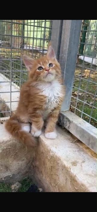 Gatinha Maine Coon