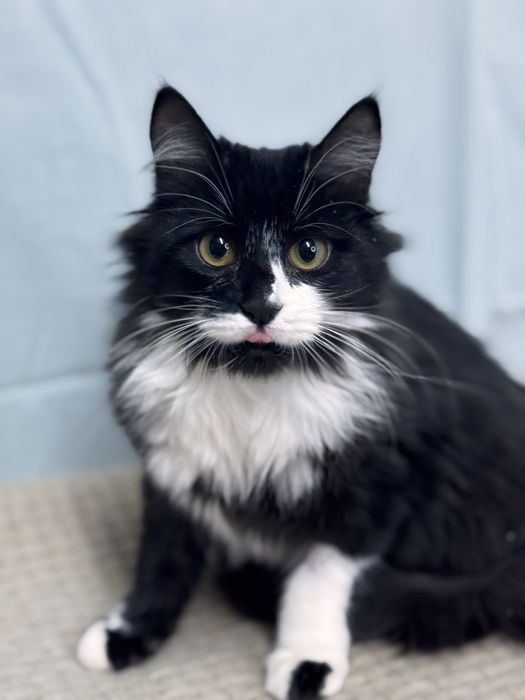 Мері дівчинка у добрі руки