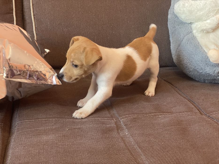 Хороші цуцики джеки