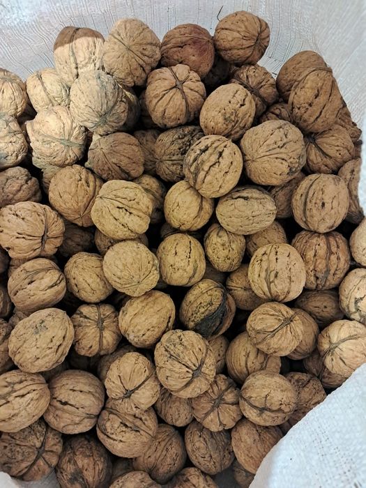 Orzechy włoskie całe