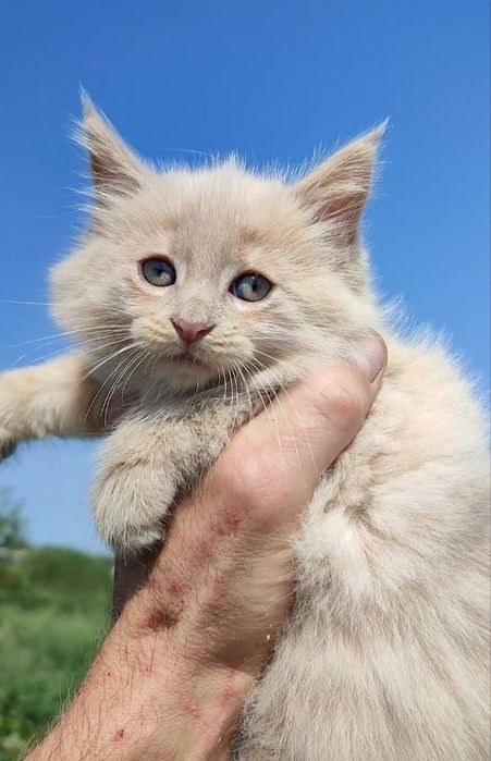 котята мейн-кун , котики и кошечки