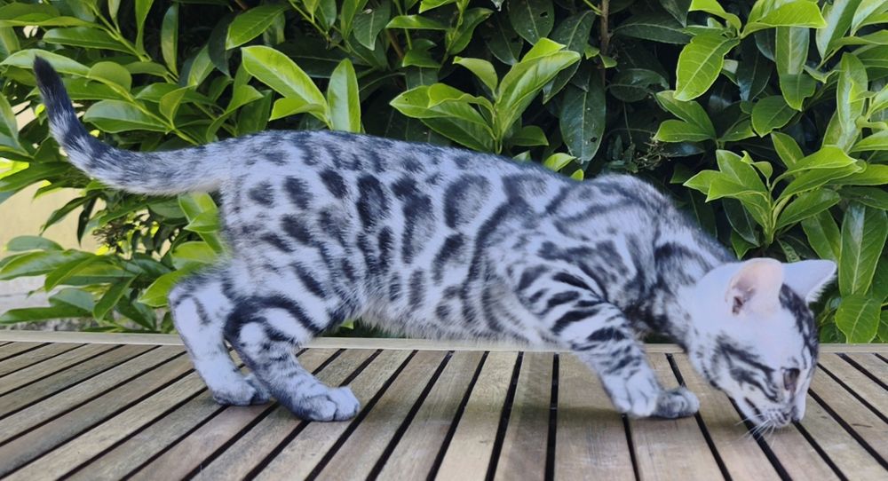 Bengal Silver macho com Lop