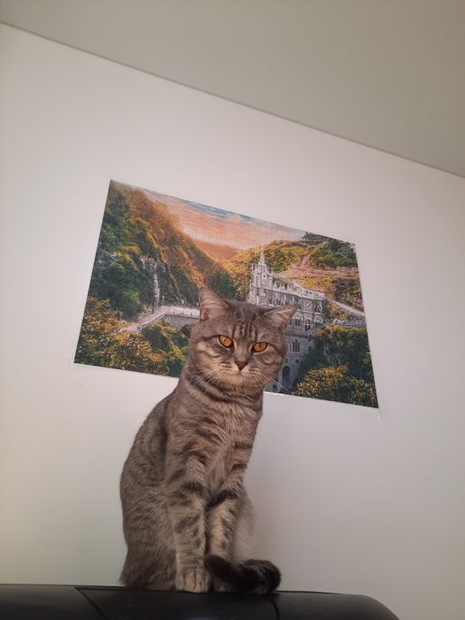котик на в'язку.