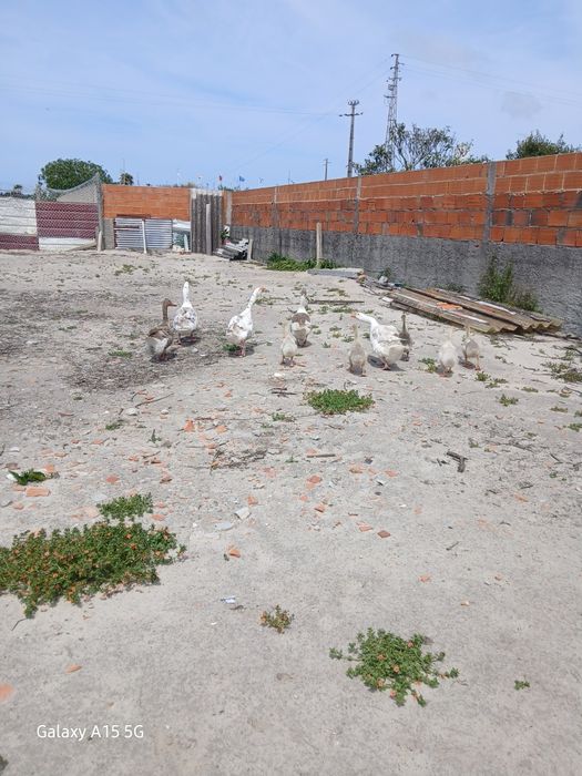 Gansos para venda