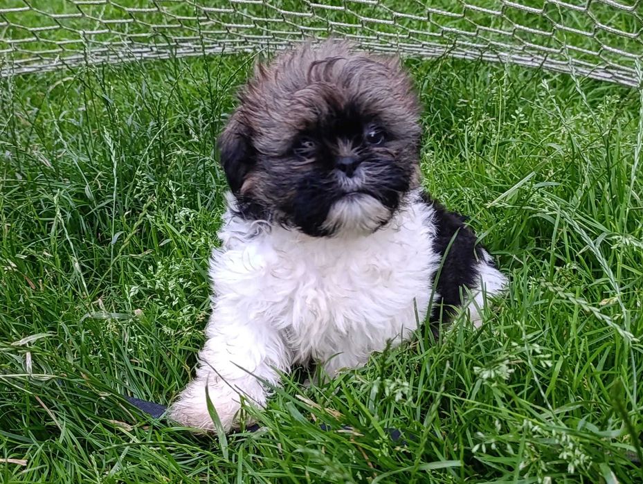Shih-tzu z Rodowodem