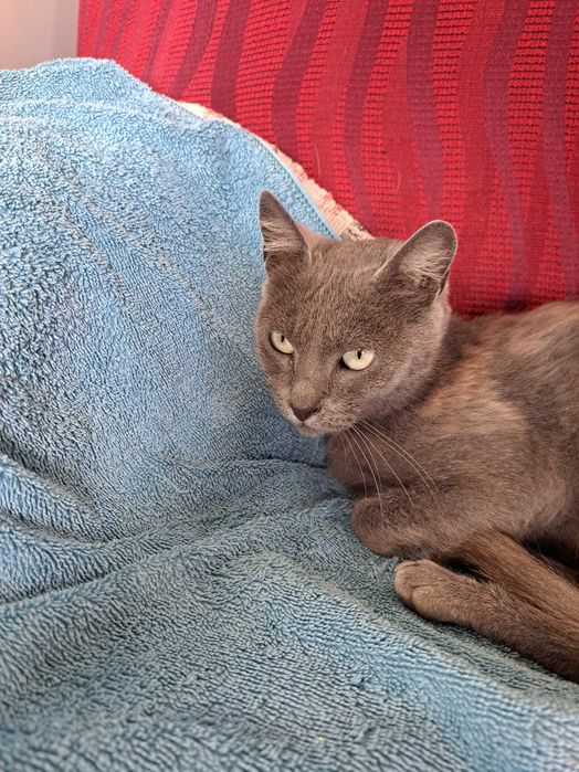 Gato Cinza para adoção responsável