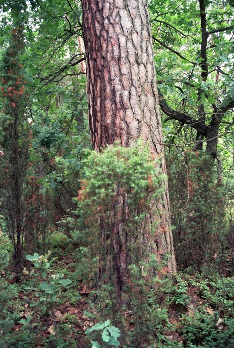 Sosna tartaczna dłużyca pień las