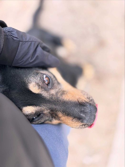 Cezar piękny molosowy pies do adopcji
