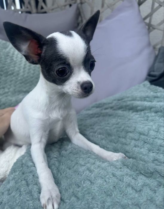 Chihuahua FCI dziewczynka