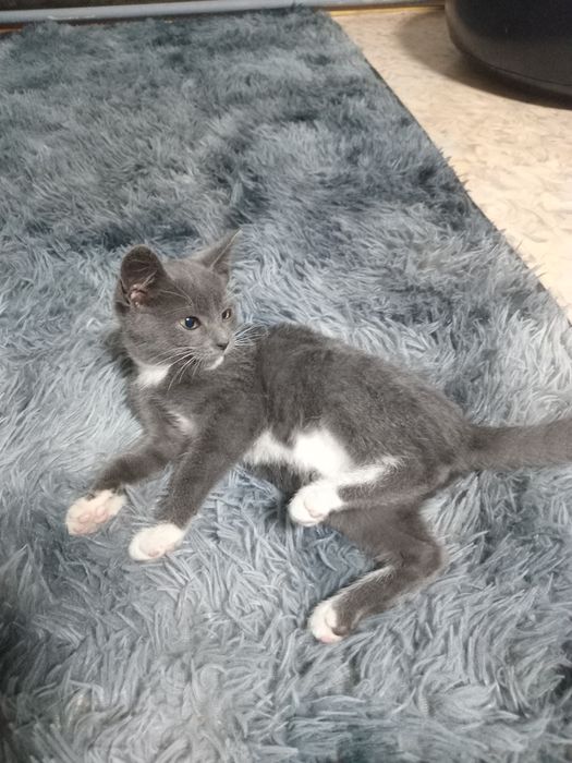 Котёнок мальчик.