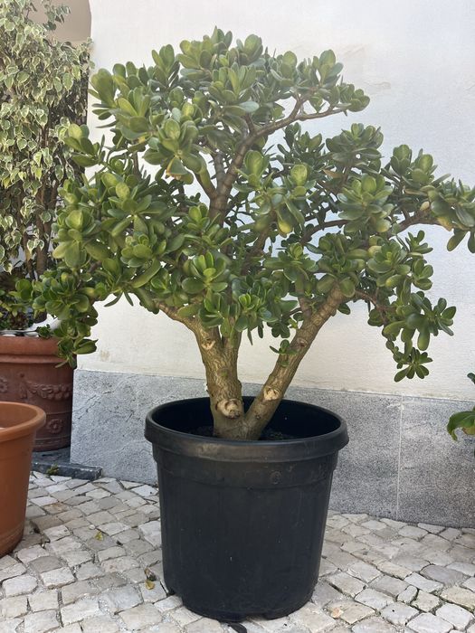 Jade sucolenta em vaso