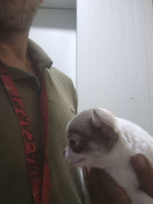 Lindamenina chihuahua