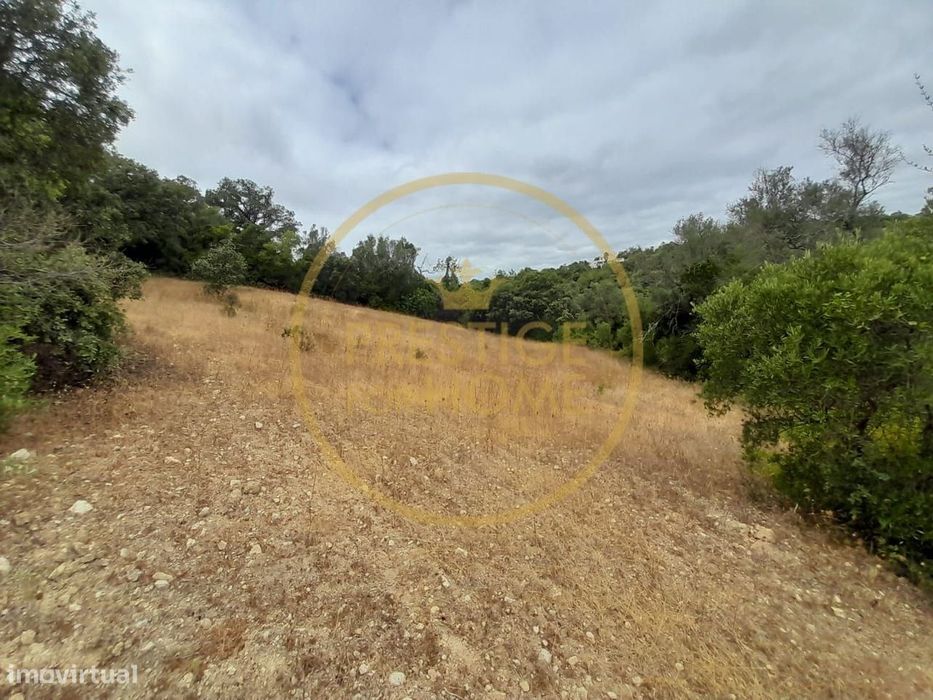 Oportunidade de Investimento: Terreno Agricola de 3.142 m² em Loulé,lo