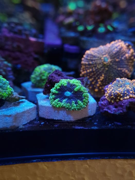 Ricordias yumma corais agua salgada