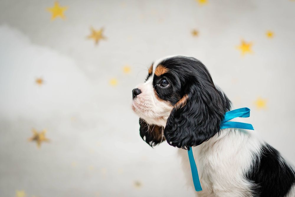 Cavalier King Charles Spaniel