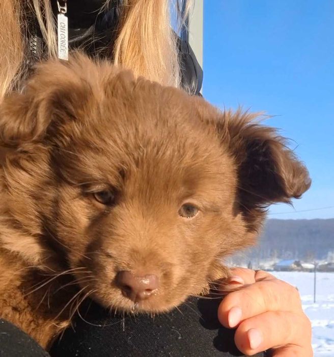 Цуценята безкоштовно