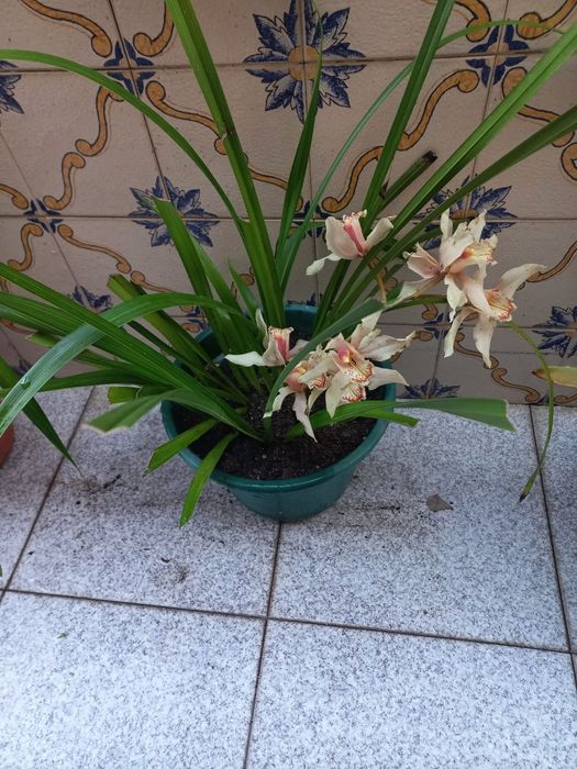 Vaso com orquídea de cor bege