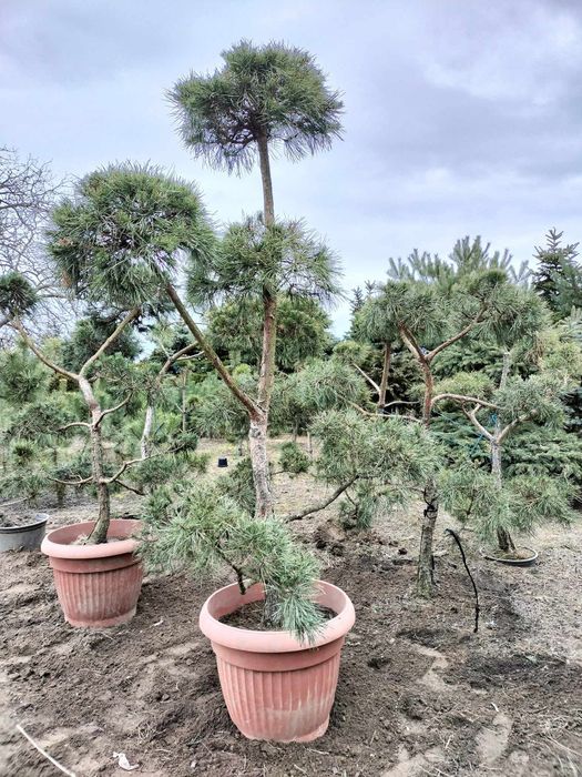 sosna formowana-bonsai