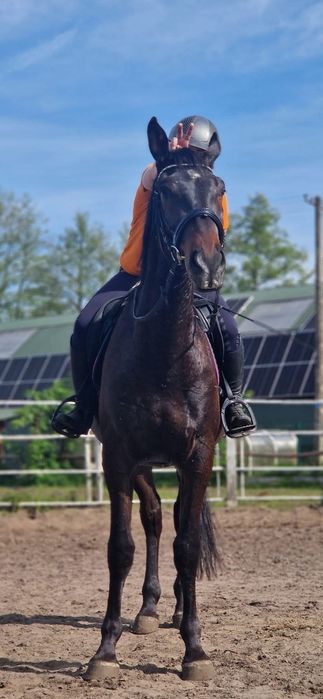 Fajny wałach do rekreacji