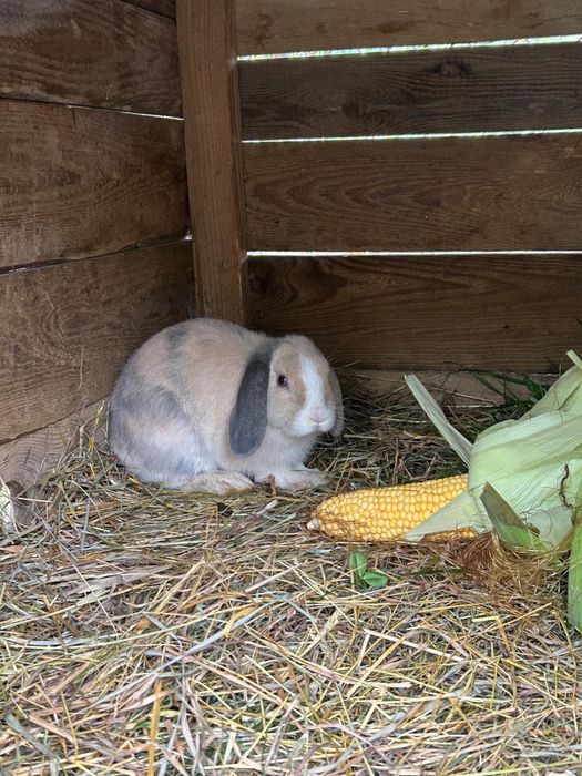 Króliczek baranek miniturka