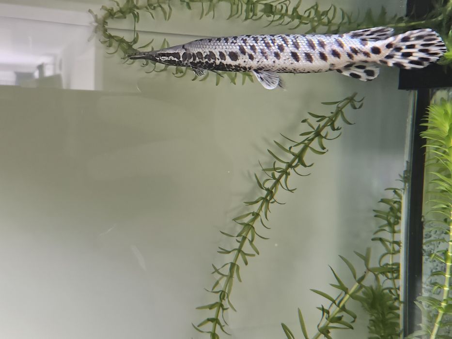 Niszczuka plamista około 30cm