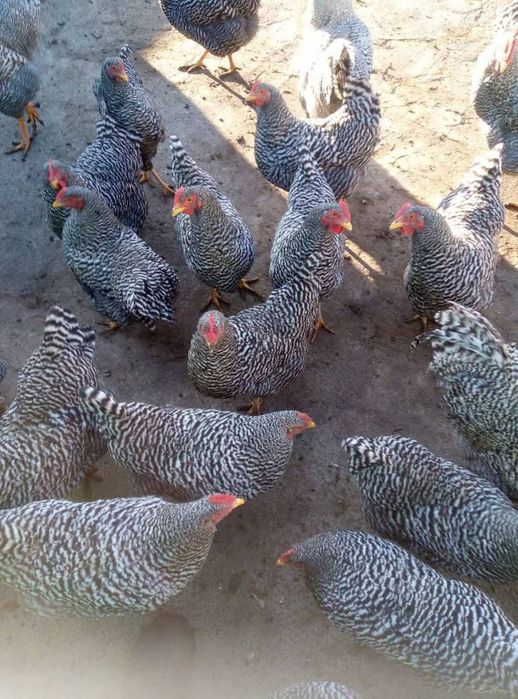 Пропоную інкубаційне яйце породи Амрокс. Ціна 25грн. Всі деталі по тел