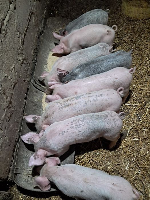 Поросята домашні.