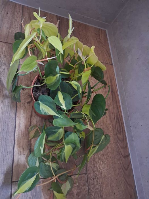Philodendron scandens 'Brasil' Filodendron pnący