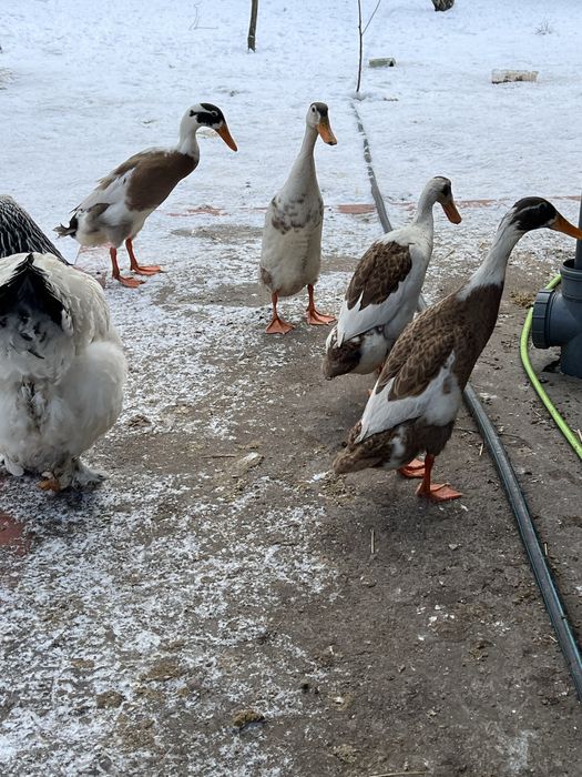 Kaczki biegusy dwu kolorowe