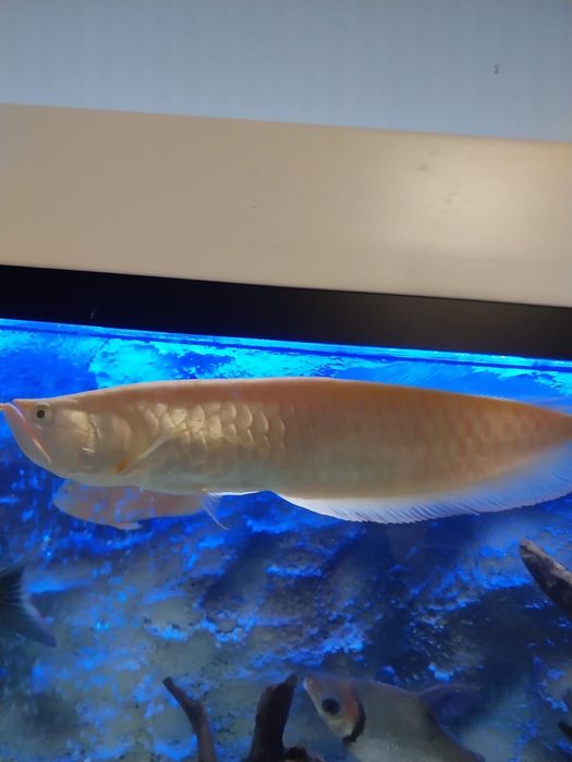 Arowana albino.