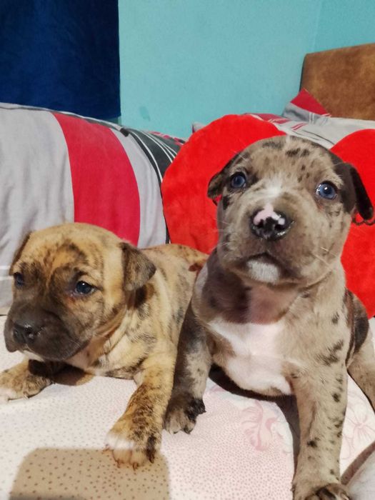 Amstaff merle samiec