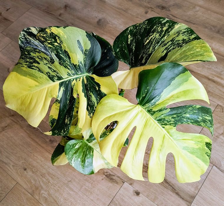 Monstera pom pom szczytek