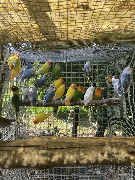 Agrapornis rosicolis, fishers, personatas bebes e adultos