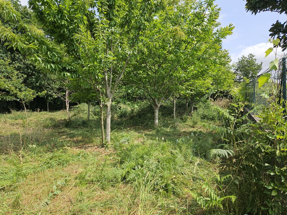 Terreno com castanheiros venade boa entrada