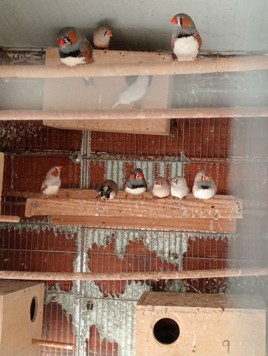 Vendo casais de mandarins